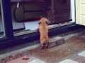 teckel puppies (clip)! teckel puppies (clip)!