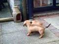 Salchicha video