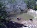 Chile Toomba Zahdy swimming Chile Toomba Zahdy swimming