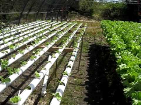 how to grow zucchini hydroponically