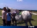 Promenades à cheval au coeur de la Sarthe