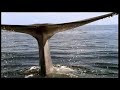 The Blue Whale The Blue Whale
