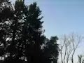 helicoptero