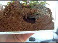 Click here to watch this video Thor the Tarantula!!