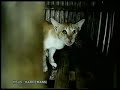 Silent Screams: Dogs and Cats of the Fur Trade