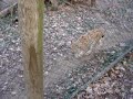 scheuer Luchs scheuer Luchs