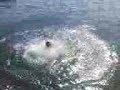 IL tuffo di Picci