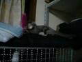 ねこじゃらしに燃えるフクロモモンガ