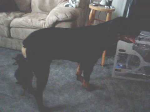rottweiller