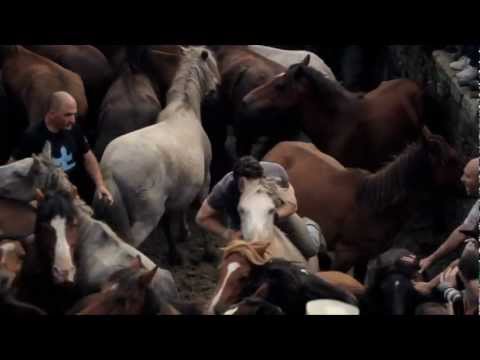 caballos salvajes - Trailer del documental sobre la Rapa das Bestas de Sabucedo. (NOTA: Las imágenes son duras por momentos, sí, pero nunca se hace daño al caballo. No hay abuso...