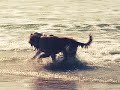 Watch 'English Bulldog Nadando en el Mar'