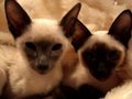 Super Siamese - Breed Spotlight!
