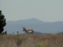 Hills Antelope Hills Antelope
