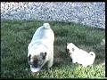 Pugs Pugs
