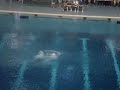 thomas daley diving senior nationals july 2007