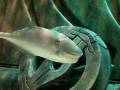 videos de Atlantis Dubai Aquarium - weird looking fish