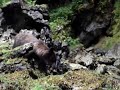 brown bear brown bear