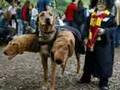 why do dogs bite people?