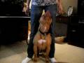 videos de finding middle safety zone 050.AVI