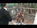 Visiting the Zulu Cultural Village at Zulu Nyala