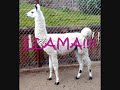LLAMA SONG