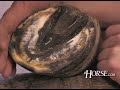 Identifying and Treating Thrush in Horses Identifying and Treating Thrush in Horses