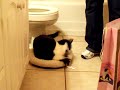 Loca the Cat\