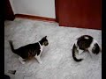 Cute Cat Cam 8 Cute Cat Cam 8