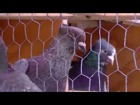 How to build a Pigeon coop