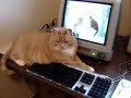 Keyboard Cat