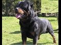 The True Character of the Rottweiler