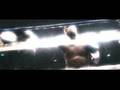  - MovieZen Video