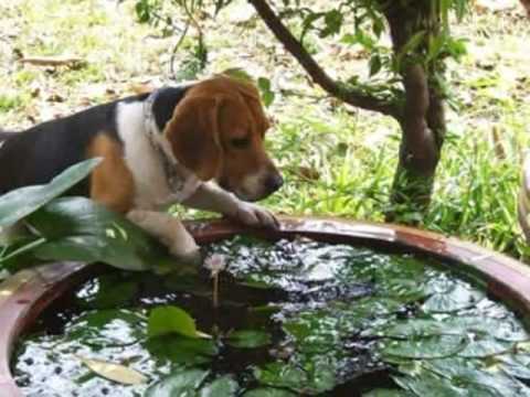 beagle gang