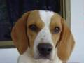 Beagle video