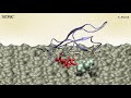 Enzymes break down cellulose into sugars