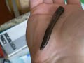Pijawka - Leech Pijawka - Leech