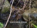 Supervivencia al aire libre: buscando agua