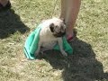 Pug Carlin 2 - Lisboa 2007(domingo)