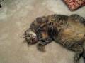 videos de Relaxing Jesse