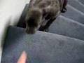Attack of the killer Puppy Part Four