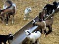 Bouncing Baby Goats! Bouncing Baby Goats!