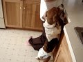 howl for taters