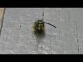 videos de The bodyless wasp