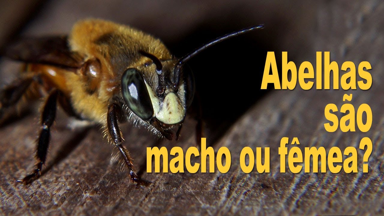 Veja no vídeo as diferenças entre as abelhas fêmeas e machos!