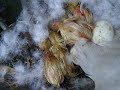 Our baby ducks .. Our baby ducks ..