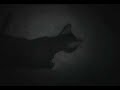 Cat devours fat rat Cat devours fat rat