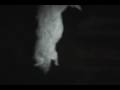 Cat-devours-fat-rat