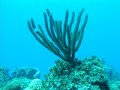freediving-targi-wiatr-i-woda-pokaz-statyki-i-blackout.html