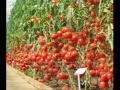 Видео - Как посадить помидоры