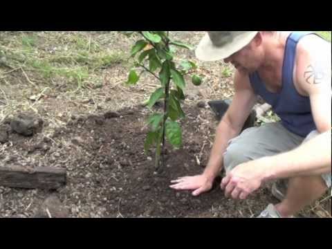 how to plant a lemon tree